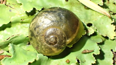 Rhytida australis