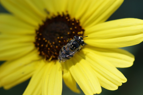 iNaturalist observation photo of Copestylum marginatum