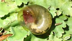 Rhytida australis