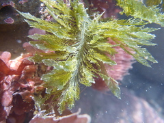 Bryopsis corticulans