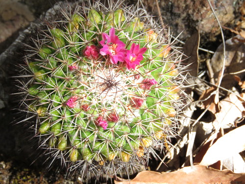 Mammillaria wagneriana  iNaturalist