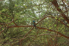 Coracias abyssinicus