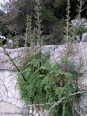 Scrophularia lucida