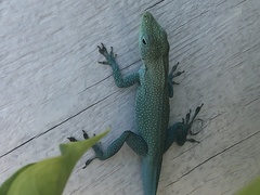 Anolis conspersus