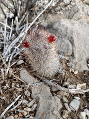 Mammillaria pottsii
