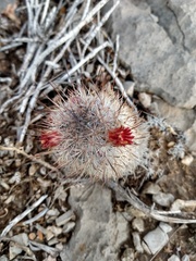 Mammillaria pottsii