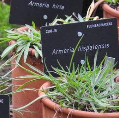 Armeria hispalensis