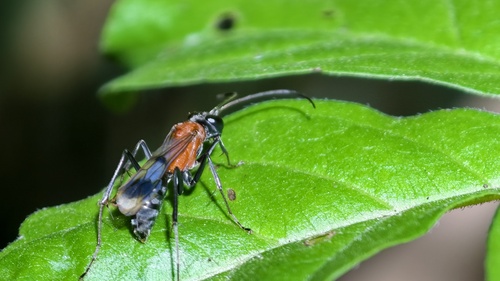 Auplopus aegina