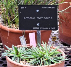 Armeria malacitana