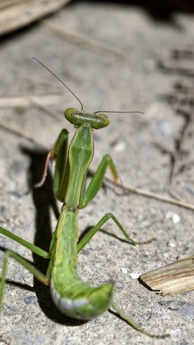 Formosan Giant Mantis