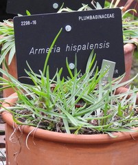 Armeria hispalensis