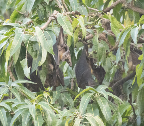 Straw-coloured Fruit Bat
