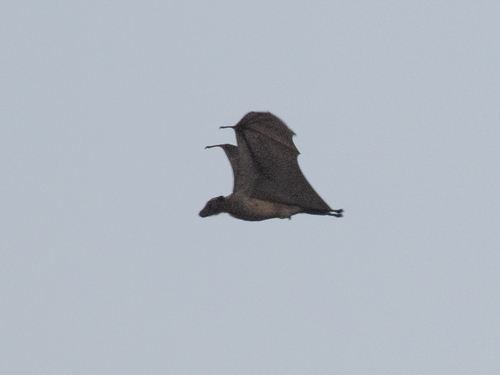 Straw-coloured Fruit Bat