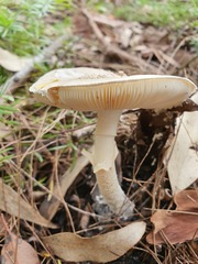 Amanita farinacea