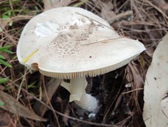 Amanita farinacea