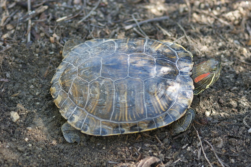 iNaturalist observation photo of Red-eared Slider