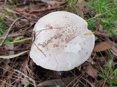 Amanita farinacea