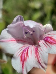 Gladiolus roseovenosus