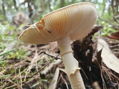 Amanita farinacea