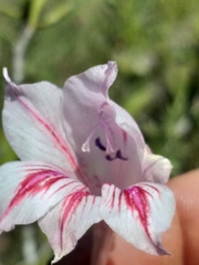 Gladiolus roseovenosus