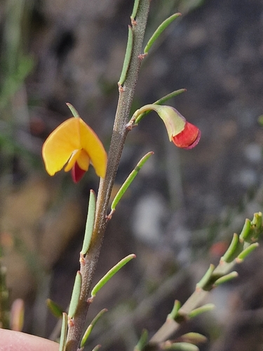 Variable Bossiaea (Bossiaea heterophylla)