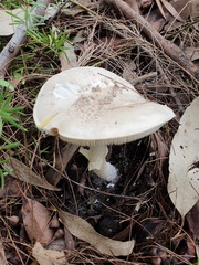 Amanita farinacea
