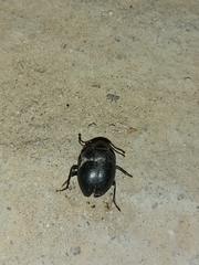 Apentanodes