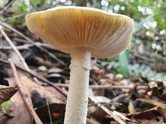 Amanita farinacea