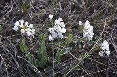 Noccaea macrantha