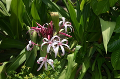 Crinum × amabile, photograph (c) Eduardo Dios Alemán, some rights reserved (CC BY-SA)