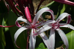 Crinum × amabile, photograph (c) Eduardo Dios Alemán, some rights reserved (CC BY-SA)