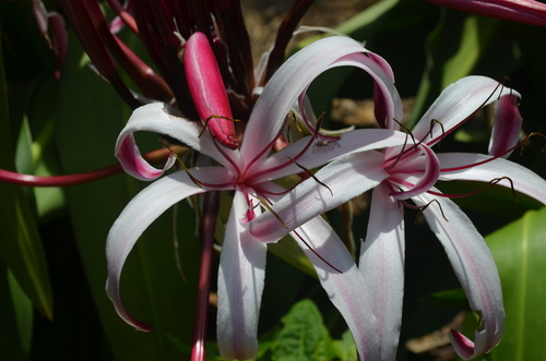 Crinum × amabile, photograph 4