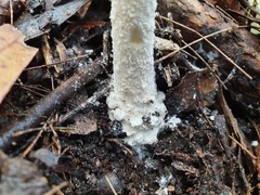 Amanita farinacea