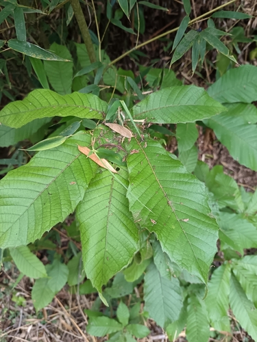 Quercus insignis - Leaves