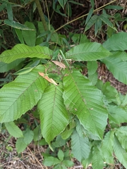 Quercus insignis