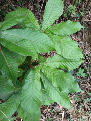 Quercus insignis, photograph 2