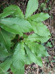 (c) Vargas Alisson, some rights reserved (CC BY) Quercus insignis, photograph (c) Vargas Alisson, some rights reserved (CC BY)