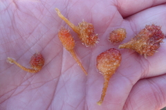 Boltenia villosa