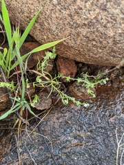 Harpagonella palmeri