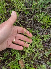 Harpagonella palmeri