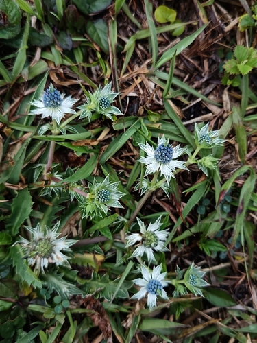 Toad's Herb (Eryngium carlinae)