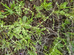 Harpagonella palmeri