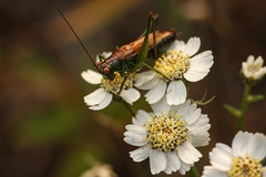 Conocephalus dorsalis