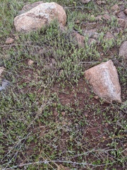 Harpagonella palmeri