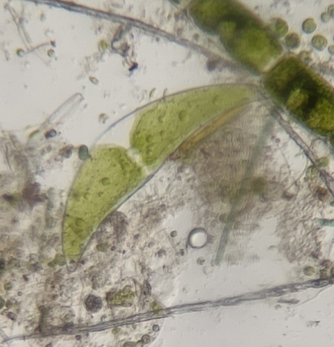 Closterium ehrenbergii, 2026-04-10