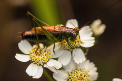 Conocephalus dorsalis
