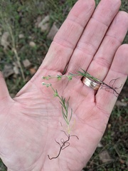 Harpagonella palmeri