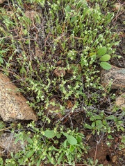 Harpagonella palmeri