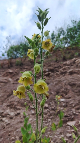 Nicotiana glutinosa, photograph 2