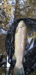 Salmo trutta fario